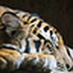 Profile Picture of Anthony T (@fightthegdfight) on Flickr