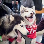 Profile Picture of Kevin McGowan (@grumpyhuskyhappymalmute) on Instagram