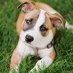 Profile Picture of abby, bailey, chase & maliah<3 (@labbypaws) on Instagram