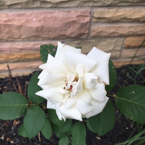 Profile Picture of Ali Kwiatkowski (@alikat519) on Poshmark