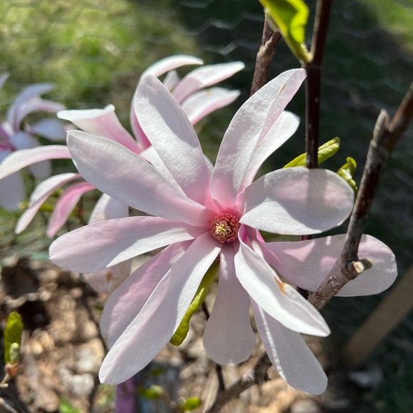 Profile Picture of Dawn Barber (@barbid23) on Poshmark