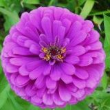 Profile Picture of Nancy Norberg (@nancyannnorb) on Pinterest