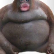 Petit Panda Batu - Twitter Profile Picture of Petit Panda Batu (@Alex_Drean) on Twitter