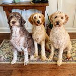 Profile Picture of The Real Housedogs Of Greer (@therealhousedogsofgreer) on Instagram
