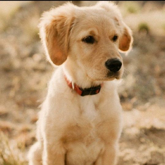 Profile Picture of Sonia.Peterson (@ilaprffp9sv) on Tiktok