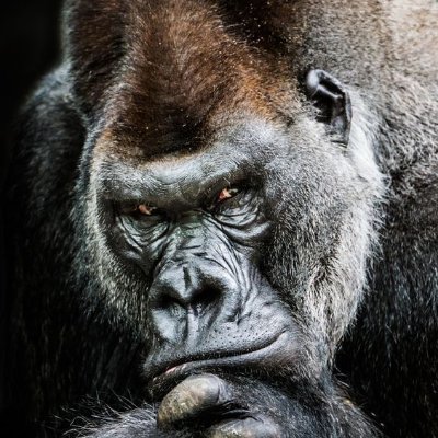 Profile Picture of Michael Lehner (@michaehler) on Twitter