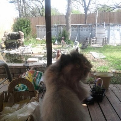 Profile Picture of Brenda Roberts Pardi (@brendaroberts88) on Twitter