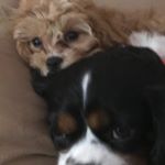 Profile Picture of Joseph Scholl (@joseph.scholl09) on Instagram