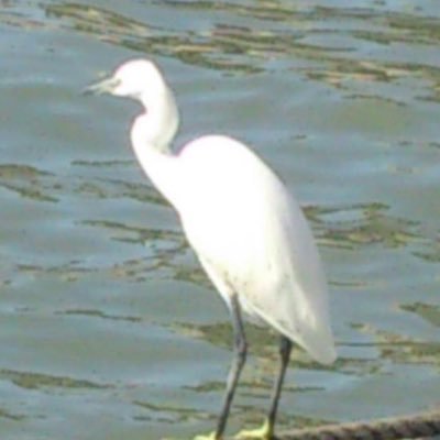 Profile Picture of StanLai (@StanLai_17) on Twitter