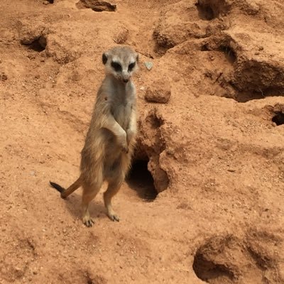 Profile Picture of Jonathan Kasongo (@StrawMeerKat) on Twitter