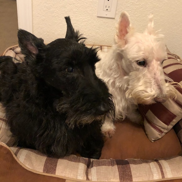 Profile Picture of Lisa Okamoto (@okamotol) on Poshmark