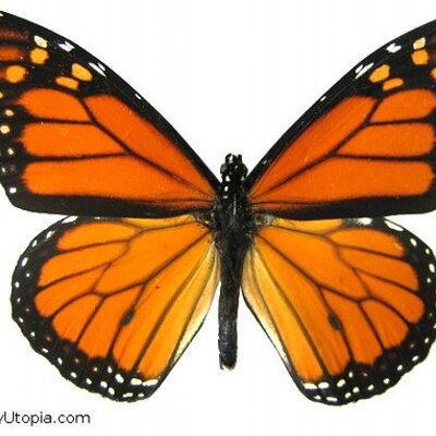 Profile Picture of Jim Kasper (@MonarchLanding) on Twitter