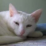 Nora Chades Lemmon - Instagram Profile Picture of Nora Chades Lemmon (@noralemmon) on Instagram