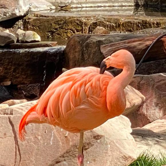 Profile Picture of Krista Silcocks (@sharpie99fish) on Poshmark