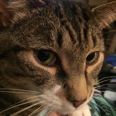 Profile Picture of Larry Chappell (@LarryChappell4) on Twitter