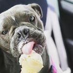 Profile Picture of Ruth Bulldogge Ginsburg (@ruth_the_bulldogge) on Instagram