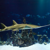 Profile Picture of Derek Goldschmidt (@derekgoldschmidt4122) on Youtube