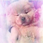Profile Picture of Suki the Chow Chow (@chowchowsuki) on Instagram