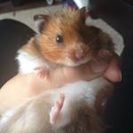 Profile Picture of Sarah Heritage (@remi_the_hamster) on Instagram