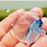 Profile Picture of nathan bohnenblust (@bohnenblust9749) on Instagram