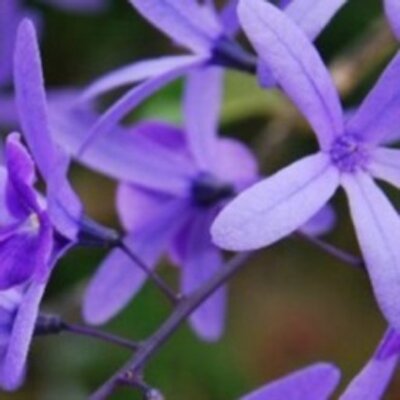 Profile Picture of Kaylee Quinn (@kayleexe257) on Twitter