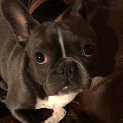Profile Picture of Steve Gress (@SteveGress1) on Twitter
