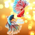 Profile Picture of keiken's bettafish (@keikens.betta) on Instagram