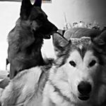 Profile Picture of Gavin McKinnon (@gavmck86) on Instagram