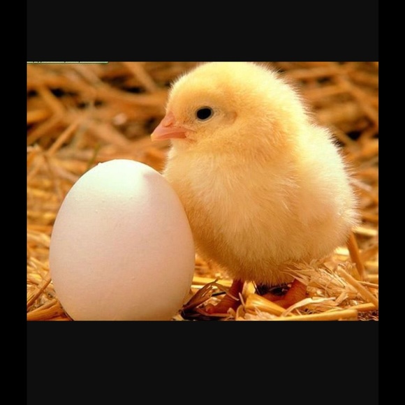 Profile Picture of C Rogers (@springchickensf) on Poshmark