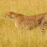 Profile Picture of Tyler Sanderson (@tysanderson88) on Flickr