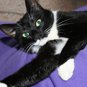 Profile Picture of Klaus Fredell (@klausfredell) on Youtube