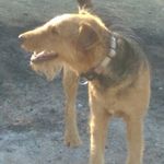 Michael J - Instagram Profile Picture of Michael J (@terrairedale) on Instagram