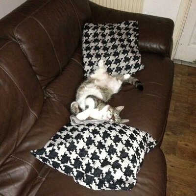 Profile Picture of Damien Obrien (@damoob84) on Twitter