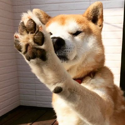Profile Picture of Johnny_Zeng (@DaMoWangZeng) on Twitter