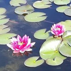 jacquelinestief - Tiktok Profile Picture of jacquelinestief (@jacquelinestief) on Tiktok