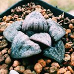 Profile Picture of Jerome (@notsogreenfinger) on Instagram