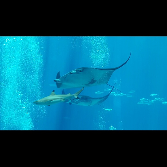 Diana Pyzyna - Poshmark Profile Picture of Diana Pyzyna (@bellaitaliana3) on Poshmark