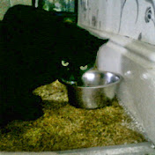 Profile Picture of Codie Jones (@codiejones9939) on Youtube