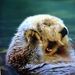 Profile Picture of Katie Elam (@katiekat917) on Pinterest