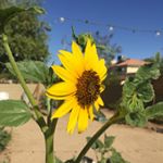 Profile Picture of Janet Benner Eakins (@janeteakins) on Instagram