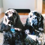 Profile Picture of Chewbacca Lidnt Winston Reese (@chewy_winston_) on Instagram