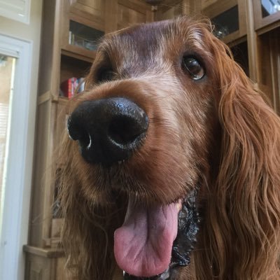 Profile Picture of Red Setter (@BillApted) on Twitter