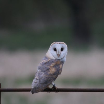 Mooching Dingle - Twitter Profile Picture of Mooching Dingle (@PeterRogerson9) on Twitter