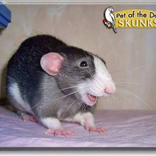 Profile Picture of MikeMisiak (@MikeMisiak4) on Twitter