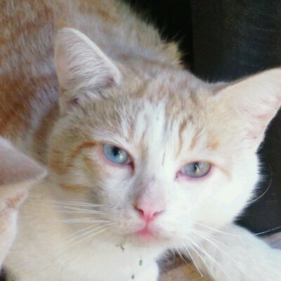 Profile Picture of Oscar Quilausing (@quilausing) on Twitter