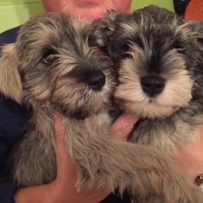 Profile Picture of Susan Molloy (@SusanMolloy31) on Twitter