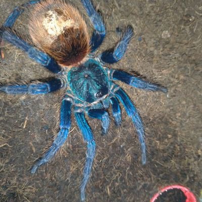 Profile Picture of Brenn Stephen Nuevo (@BrennSAN) on Twitter