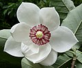 Profile Picture of Magnolia - Wikipediaon Wikipedia