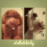 Profile Picture of stella&kirby (@stella_kirby) on Instagram