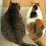 Profile Picture of Black cat & Fat cat (@Black cat & Fat cat) on Flickr
